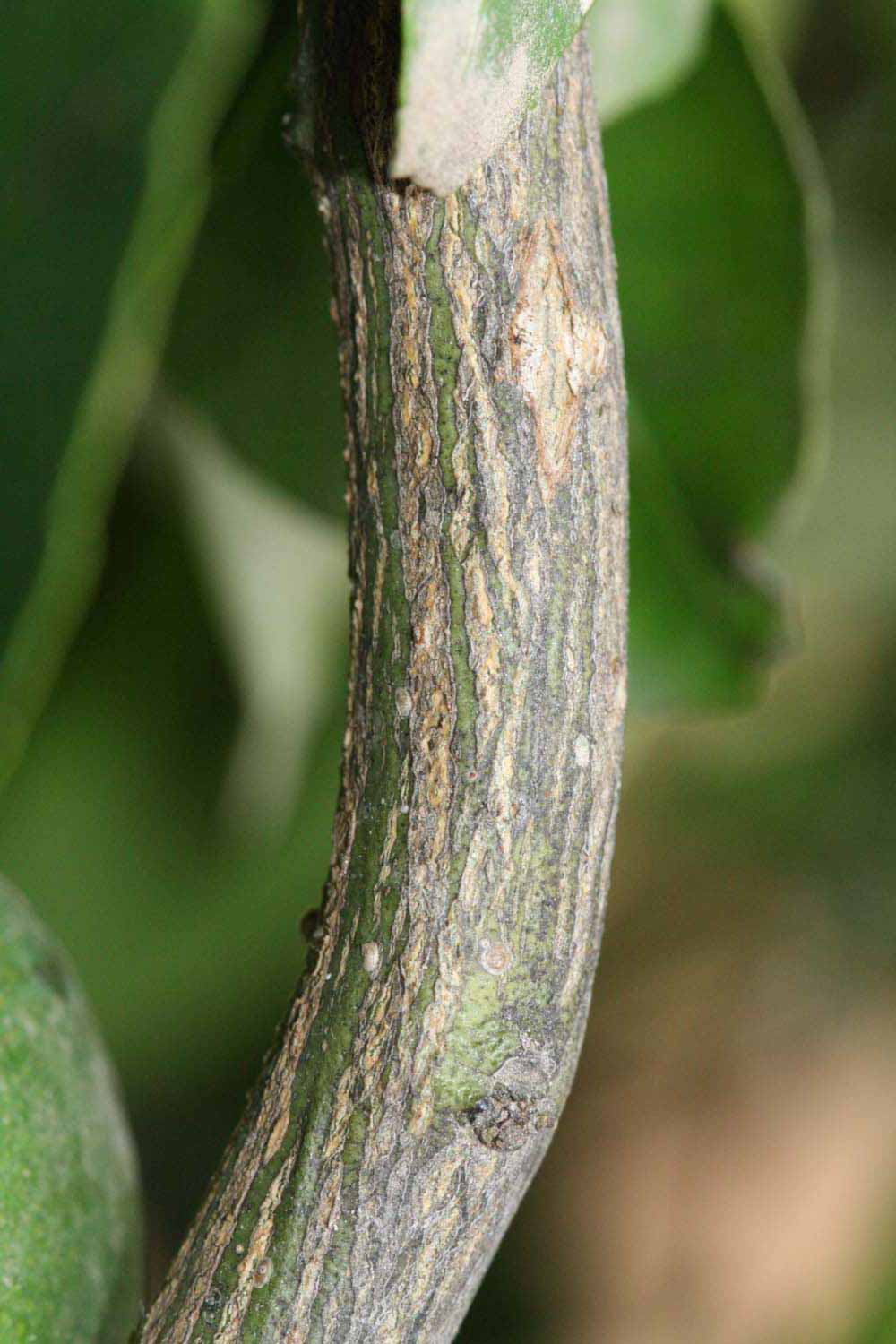              Second - third year twig (Riverside, CA)       